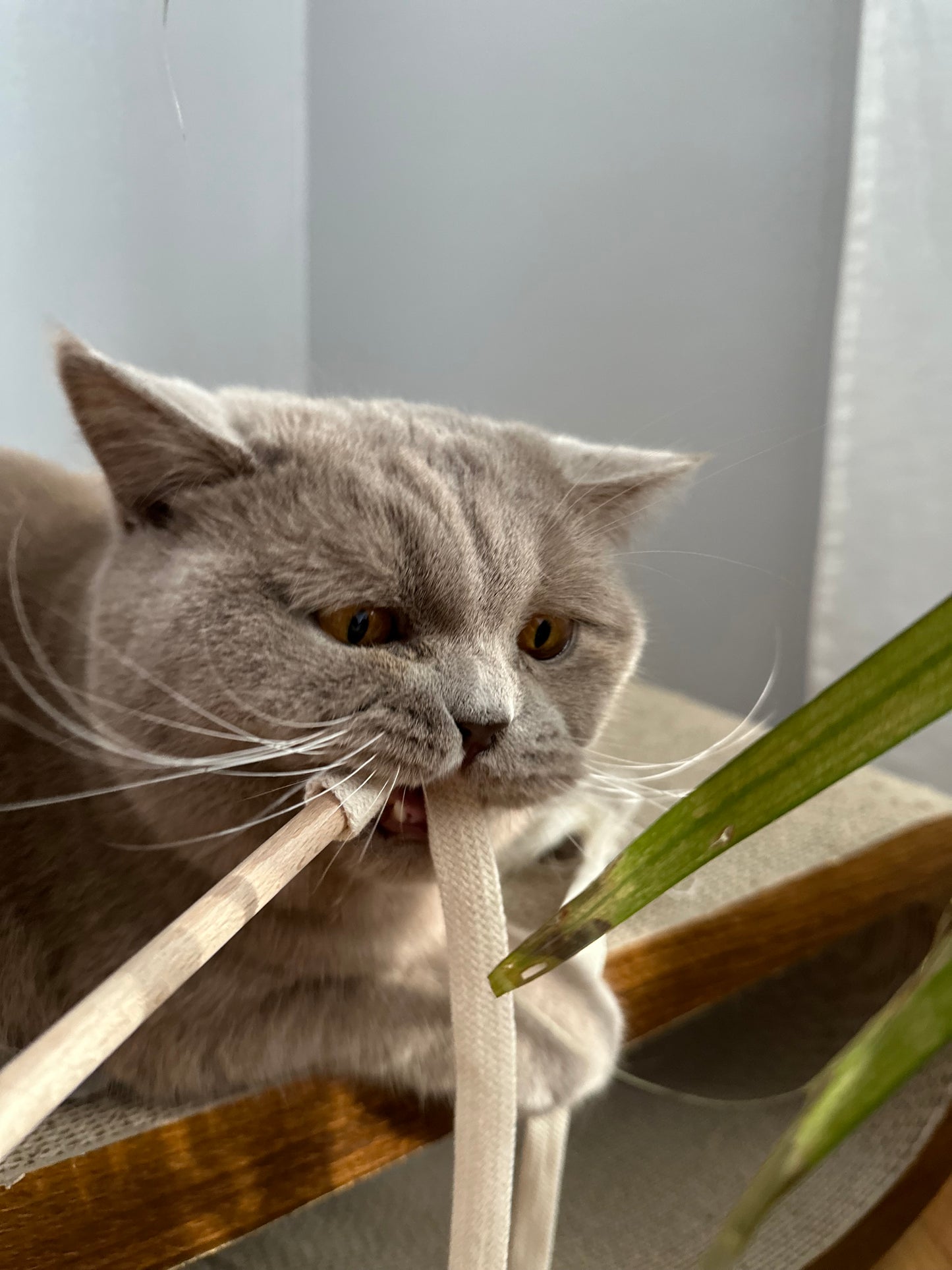 Rangelangel 3er Set (nur 6,65 EUR je Angel)