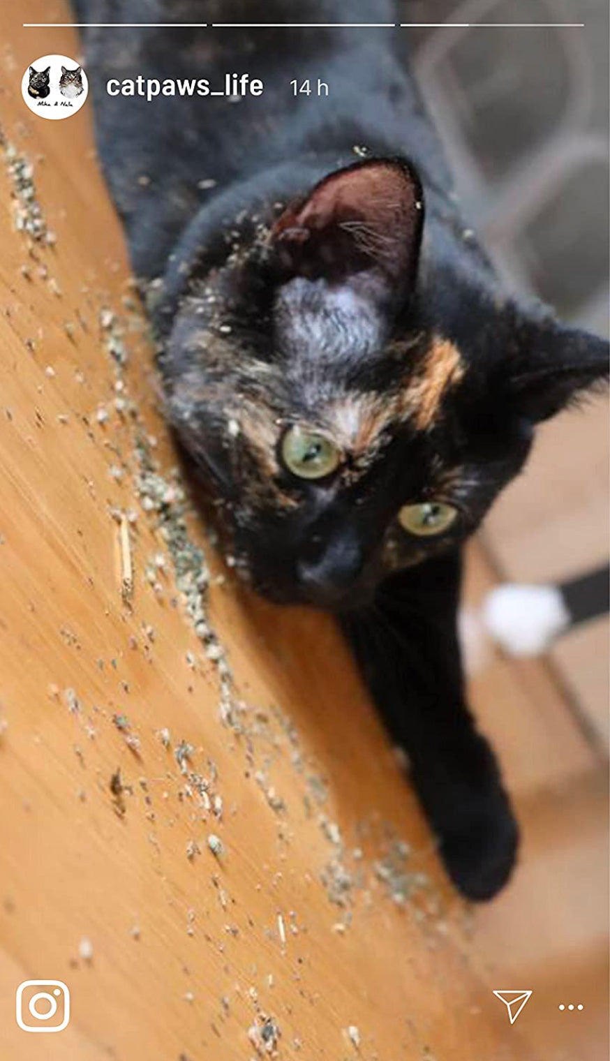 Katzenminze verwenden