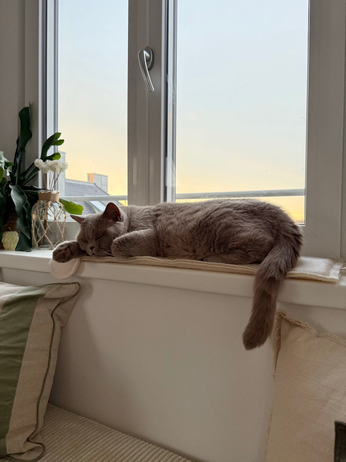 Platte Ratte