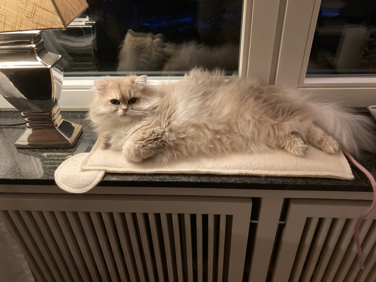 Platte Ratte