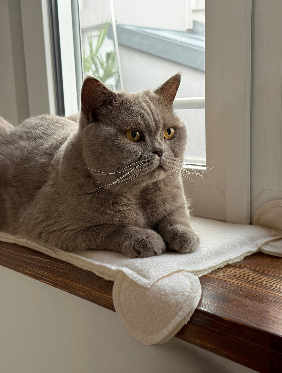 Platte Ratte
