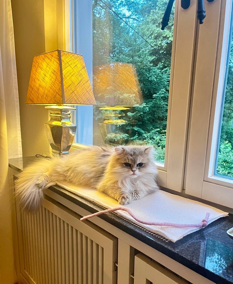Platte Ratte