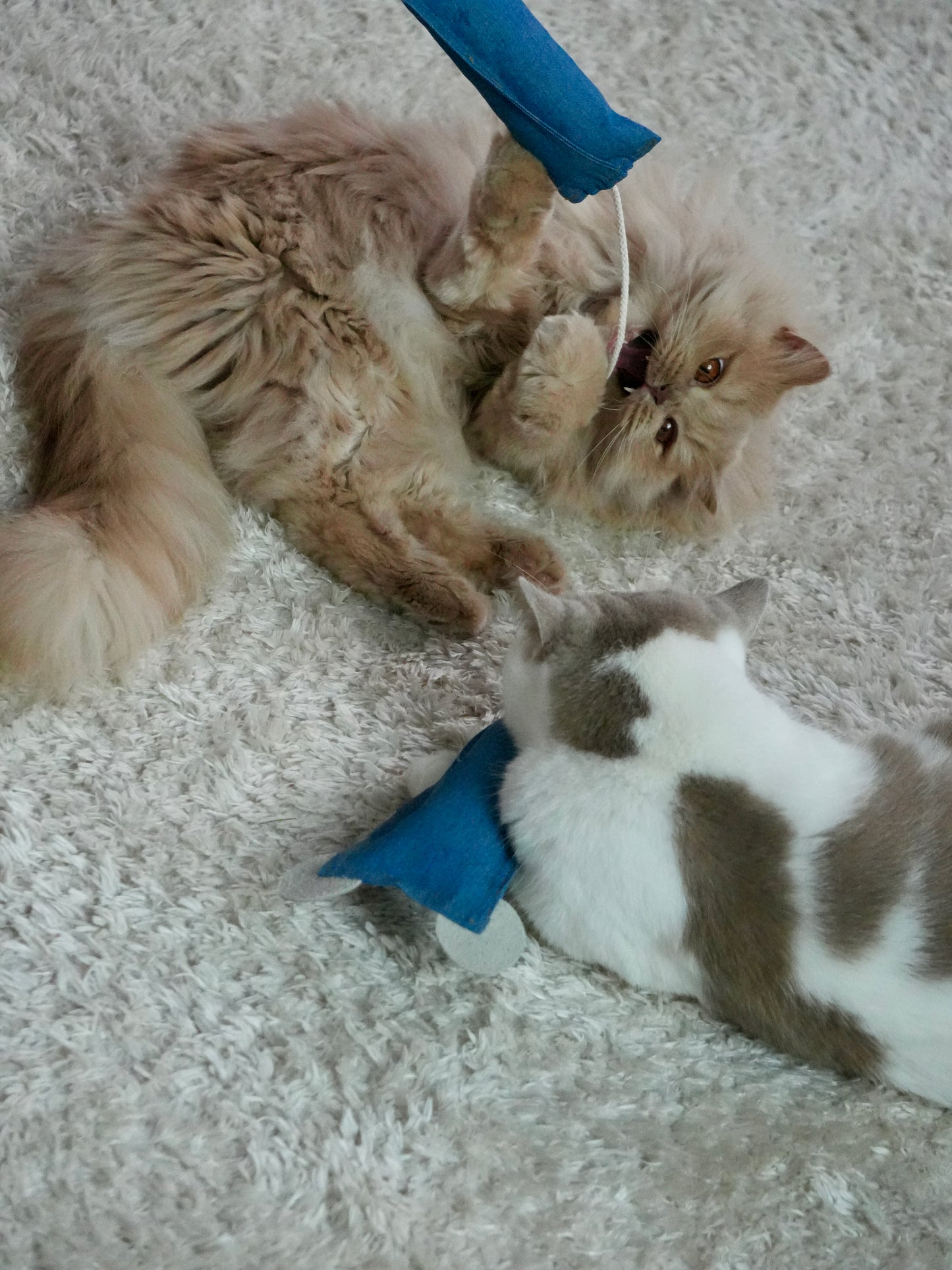 Maus-Jürgen mit BIO-Baldrian