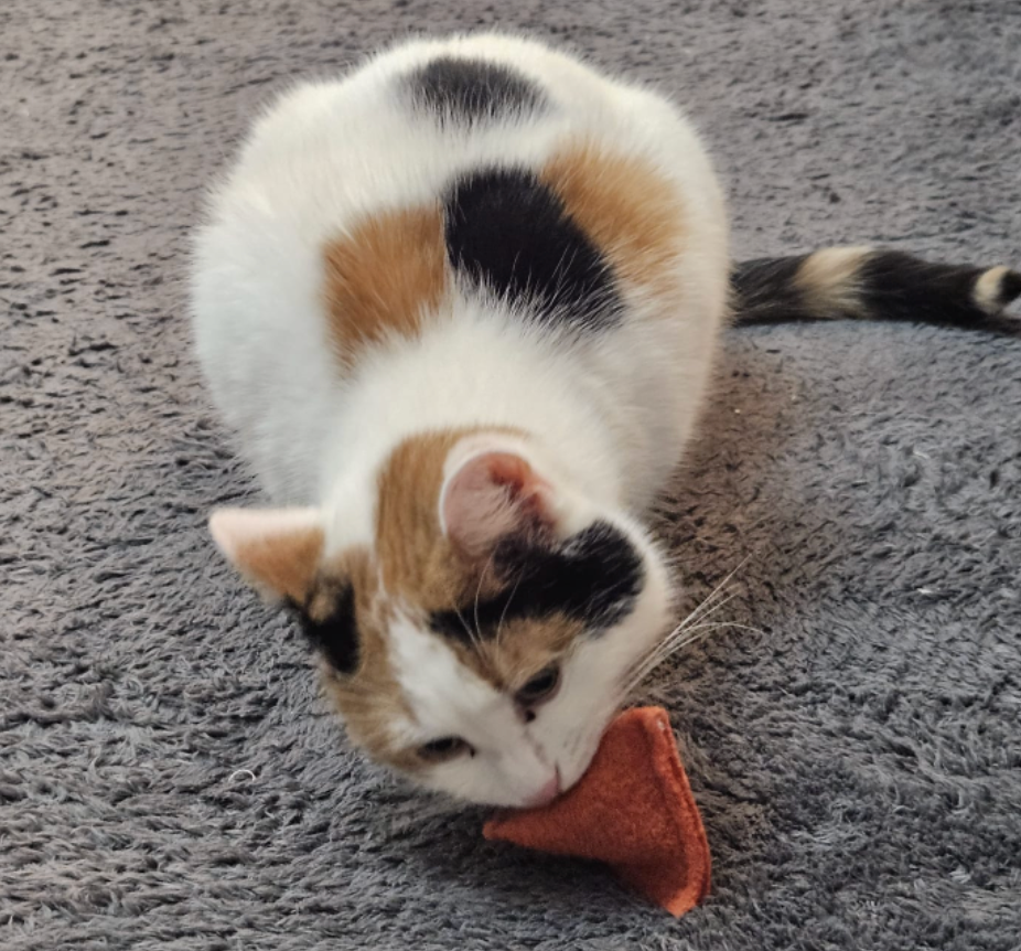 2 Katzenkissen (Halloween-Edition)