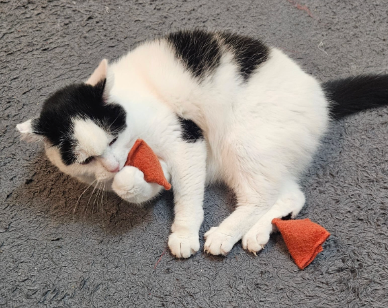 2 Katzenkissen (Halloween-Edition)