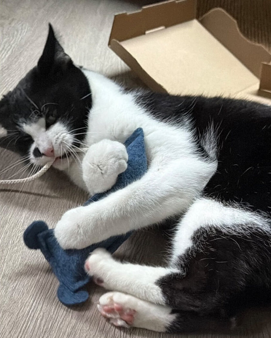 Mäuserich mit Katzen-Thymian