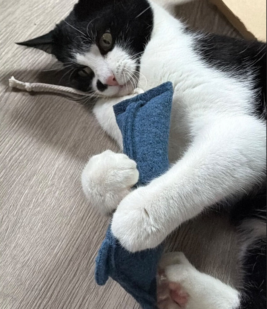 Mäuserich mit Katzen-Thymian