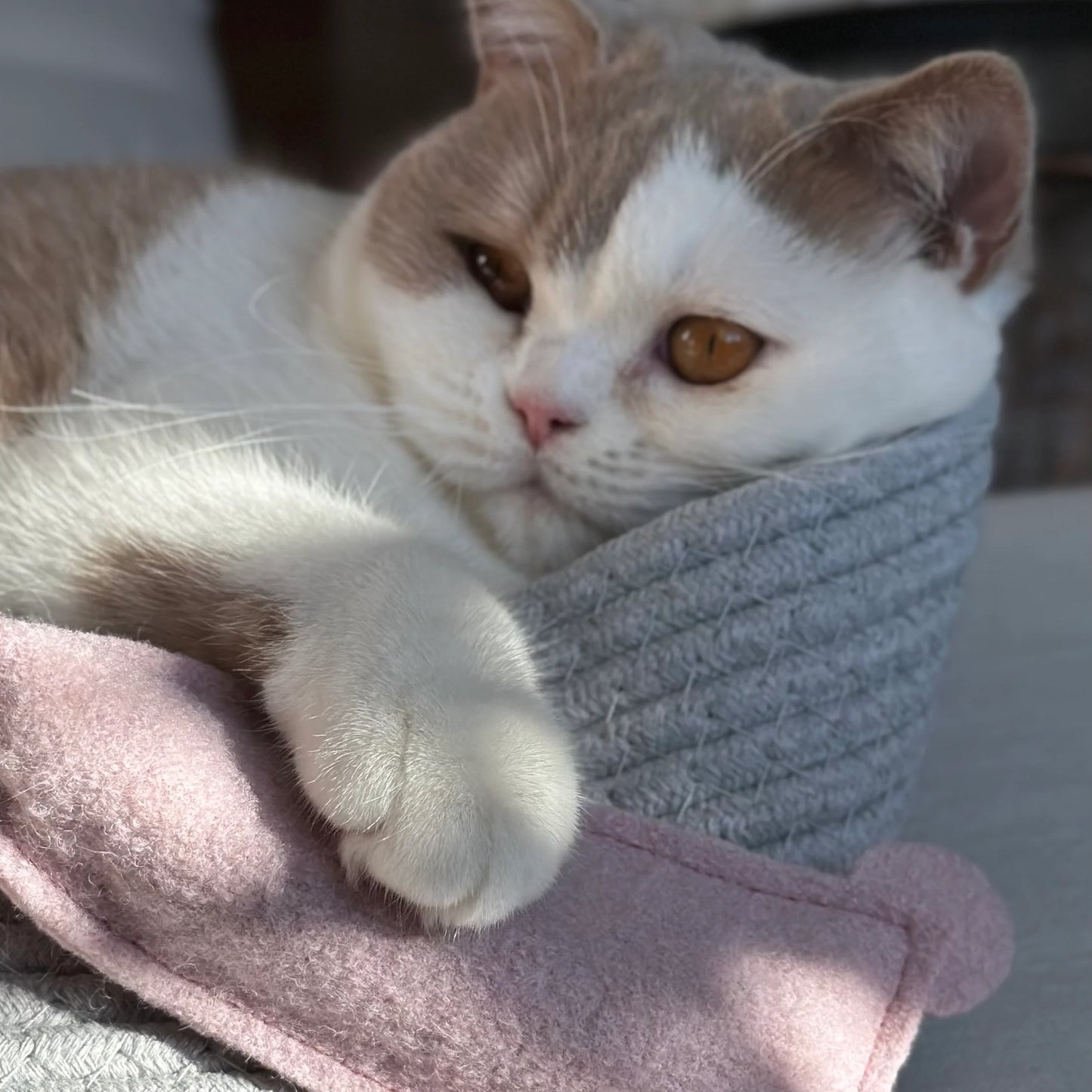 Katzenminze Spray - 30ml