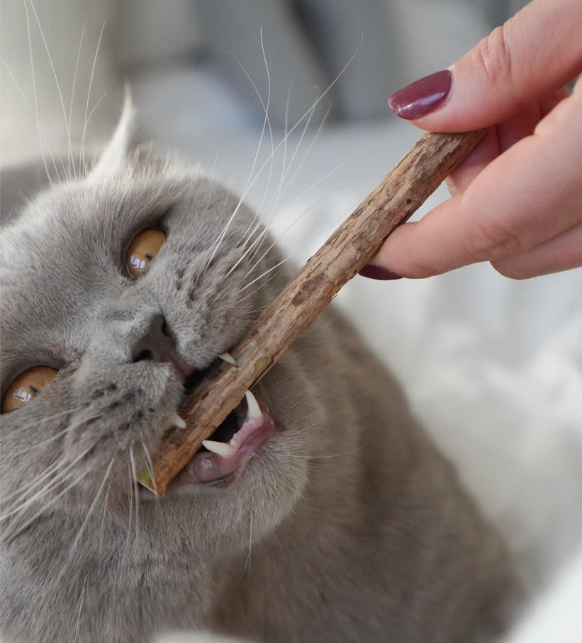 5 Matatabi Sticks