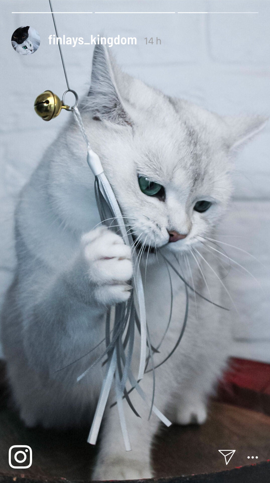 Katzenangel mit Bändern