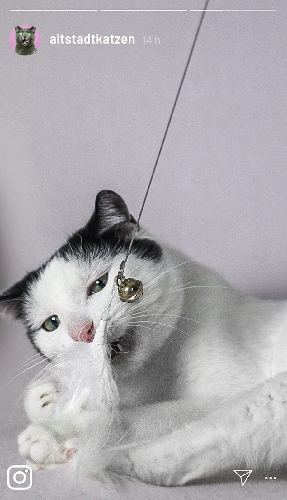 Katze spielt mit Federspielzeug